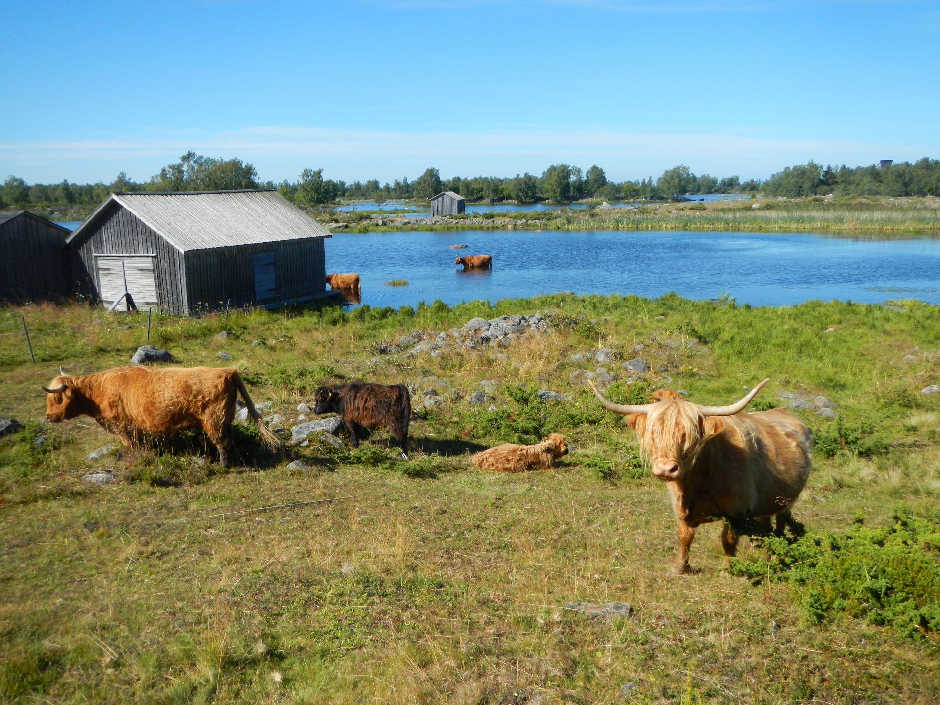 Highland cattle grazes along the Bodback's old harbour during the summer.