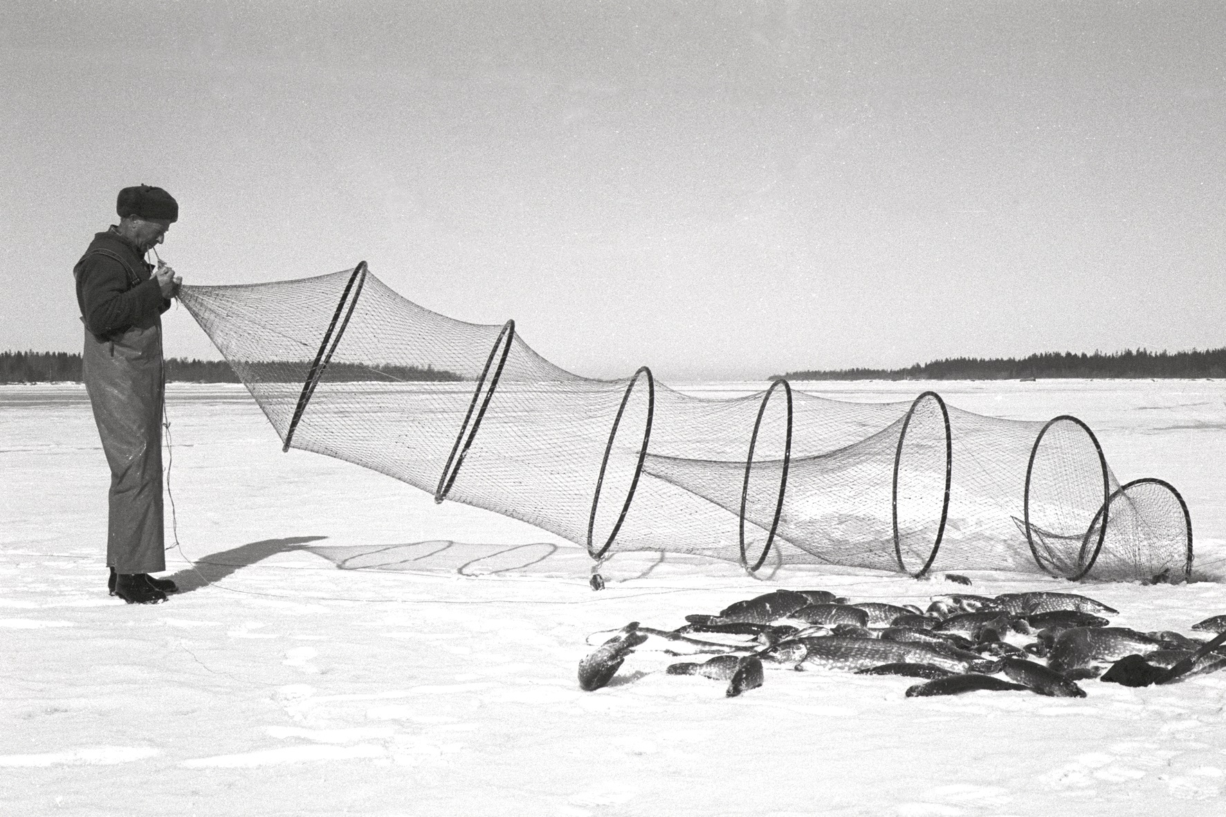 Hauen kalastusta rysällä.