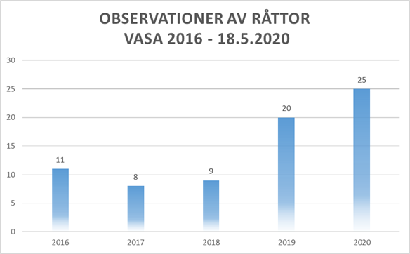 Graf observationer av råttor år 2016-2020. År 2016 11 observationer, år 2017 8 observationer, år 2018 9 observationer, år 2019 20 observationer, år 2020 18.5 25 observationer